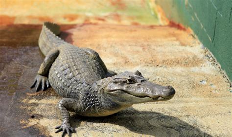 Different Types Of Alligators Sciencing