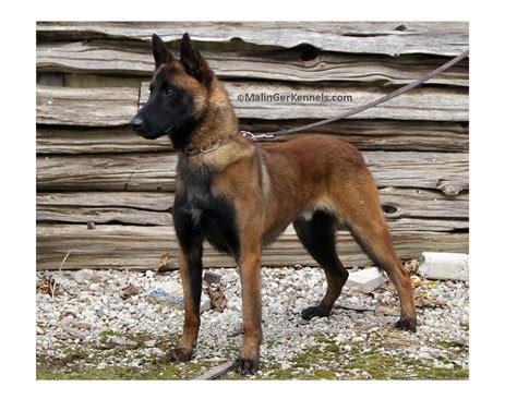 The technical term for male dogs, in general, is cur, but it is unpopular. Schäferhund Bilder Kostenlos - Malvorlagen Gratis