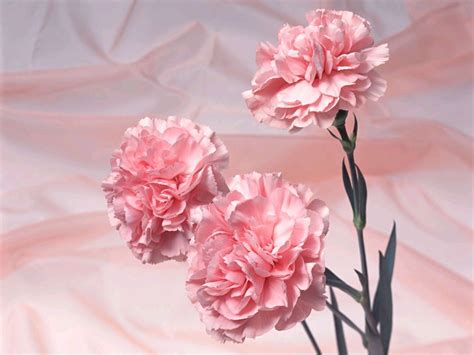 Pink Carnation Pink Color Photo 34691889 Fanpop