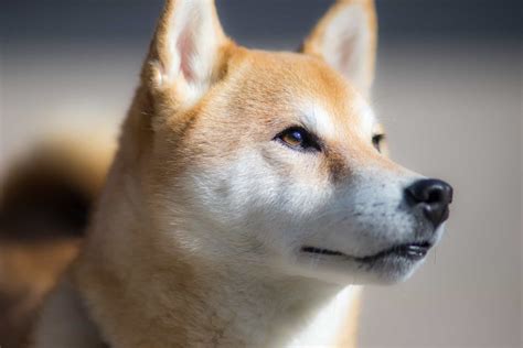 Shiba Inu Bold Spirited And Good Natured Dog Breed Guide
