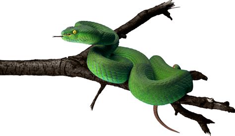 Змеи Png фото змея скачать фото в формате Png