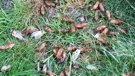 Brood X 2021 Billions Of Cicadas Set To Emerge For Bug Orgy