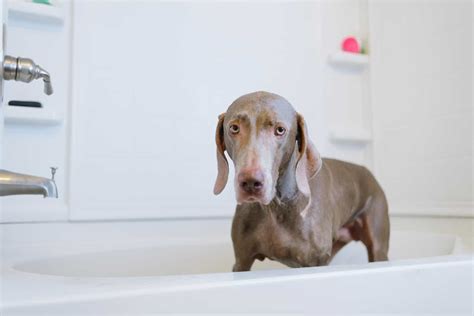 Do Weimaraners Shed Advice On Grooming Your Weimaraner