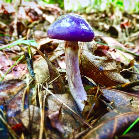 This Purple Magic Mushroom On The Appalachian Trail Woahdude