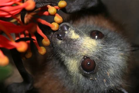 Grey Headed Flying Foxes In Peril The Australian Museum Blog