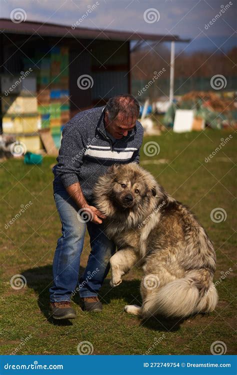 Man With A Large Fluffy Guard Dog Stock Photo Image Of Smiling