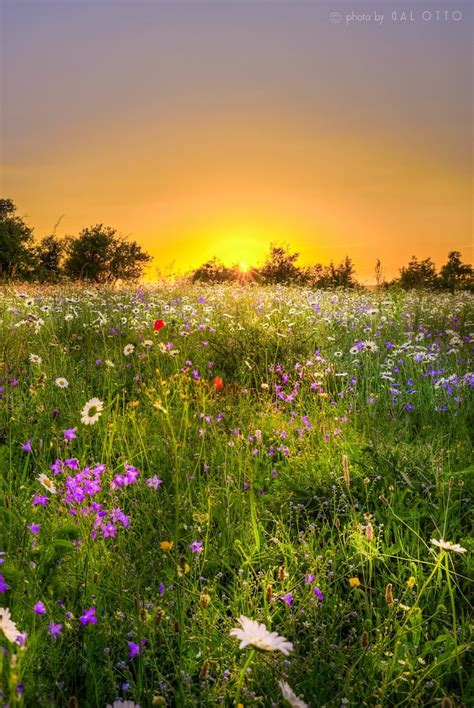 1286 Best Images About Wild Flower Meadows On Pinterest Poppy Fields