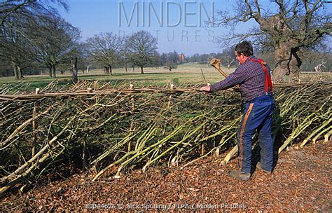 Minden Pictures Hedge Laying Man Hammering Stake With