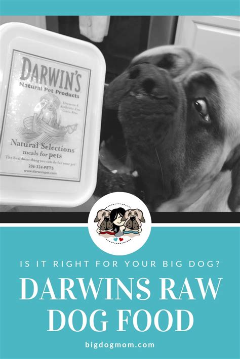 Top 5 Reasons Why Darwins Raw Dog Food Is Great For Big Dogs