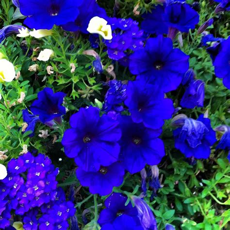 Vivid Blue Flowers In Bloom Amazing Flowers Beautiful Flowers
