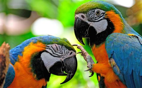 Two Colorful Parrots Fighting Hd Bird Wallpapers