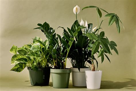 The 10 Best Indoor Plants For Every Kind Of Person Gear