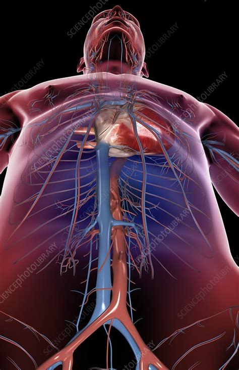 The mitral valve and tricuspid valve the aortic valve and pulmonic valve are located between the ventricles and the major blood vessels this pattern is repeated, causing blood to flow continuously to the heart, lungs, and body. The blood vessels of the upper body - Stock Image - C008 ...