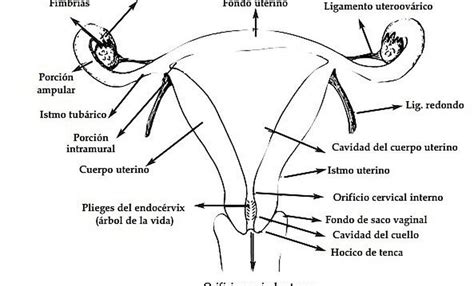 Conozca Los órganos Del Aparato Reproductor Femenino Actualidad Ojo