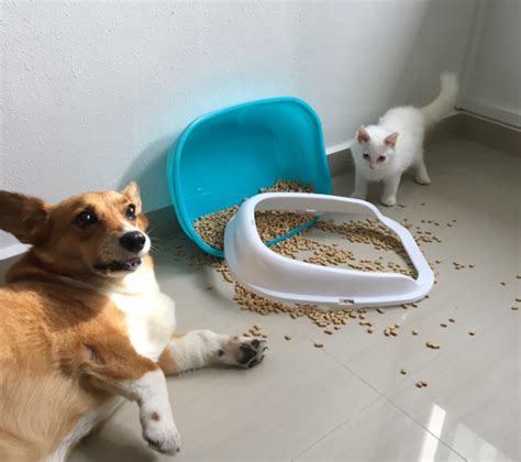 Harmful cat litter and poop? Dog Ate Cat Litter: How to Help your Dog Pass Cat Litter ...