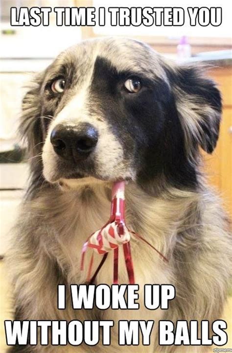 25 Hilarious Dog Memes That Will Brighten Up Your Day Gallery Ebaum