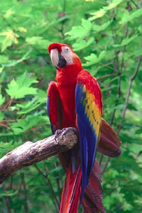 Cute Parrots Cute Macao Parrot Picture Tropical Birds Exotic Birds