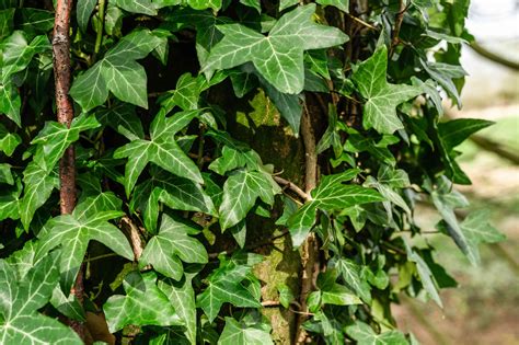 English Ivy Plant Care And Growing Guide