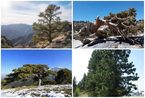 6 Best Types Of Pine Trees That Grow In Colorado