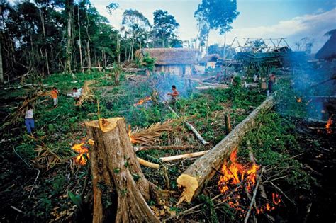 7 Ways You Contribute To Rainforest Destruction On A Daily Basis