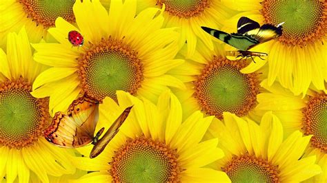 Download Yellow Flower Ladybug Butterfly Sunflower Artistic Flower Hd