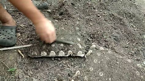 Lanatus dari keluarga cucurbitaceae menjadi kegemaran ramai. Cara mudah semai timun di papan telur - YouTube