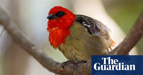 12 Conservation Success Stories In Pictures Environment The Guardian