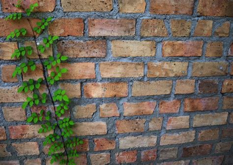 Natural Brick Wall With Climbing Plants Stock Photo Image Of Plant