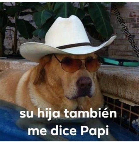 Pin De Bethy Valdez En Memes Sombrero Vaquero Perros Sombreros