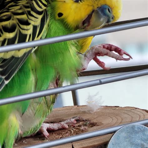 Jeanne My Budgie Got Bitten By My Lovebird On The Feet Is There