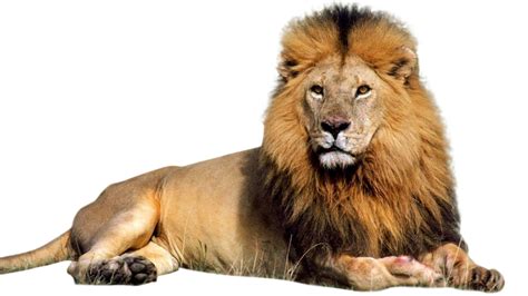 Male Lion Clipart Png Transparent Background Free Download Freeiconspng