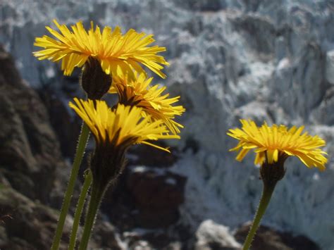 Free Images Nature Meadow Dandelion Prairie Sunlight Alpine Botany Yellow Flora