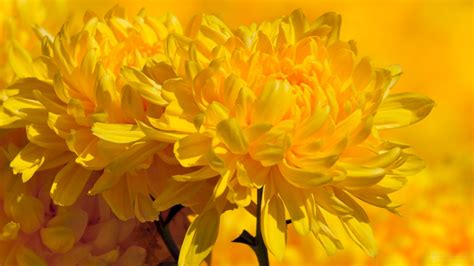 Top 101 Hình ảnh Hoa Cúc Vàng đẹp Nhất
