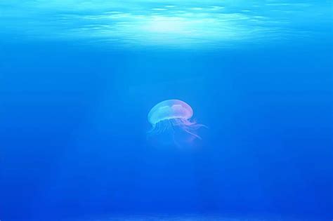 Jellyfish Under Water Sea Ocean 4k Wallpaper Zoom Background Pikist