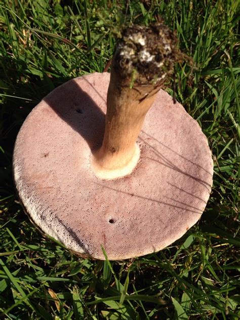 Michigan Id Request Mushroom Hunting And Identification