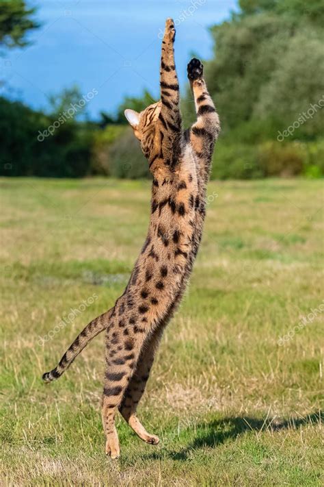 Bengal Cat Jumping Garden Beautiful Pet Trying Catch Something Stock