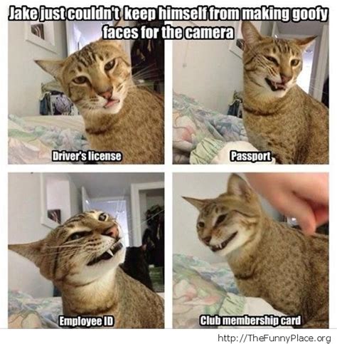 Goofy Faces By Jake The Cat Thefunnyplace
