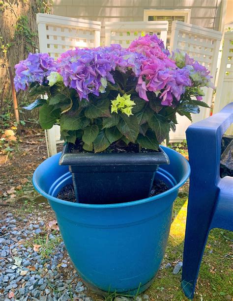 How To Plant Hydrangea Pots Shorelines Illustrated Planting