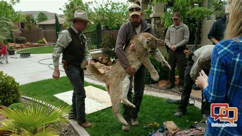 Mountain Lion Sighting In Diamond Valley Keeps Residents