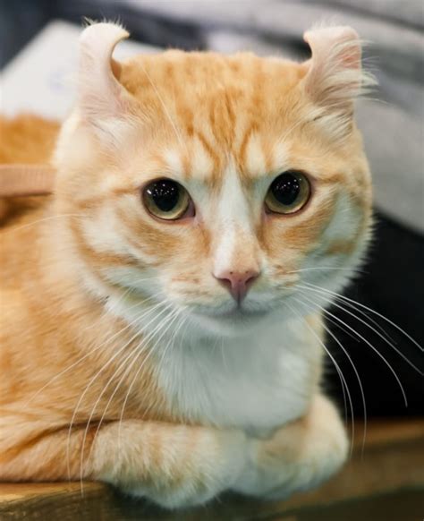 5 Strange And Interesting Cat Breeds Pethelpful