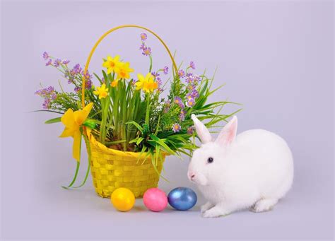 Fluffy White Bunny In A Basket With Flowers Stock Photo Image Of