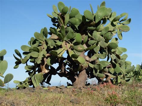 Cactus Like Tree Cactus Types Pretty Plants Cactus