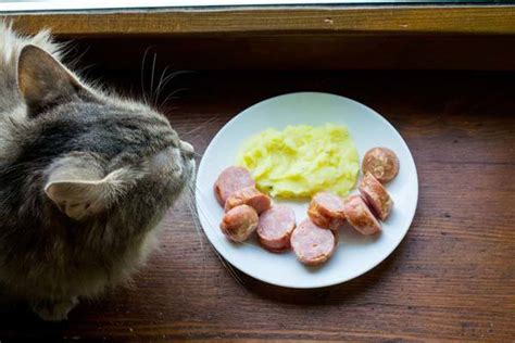 Does your feline friend need it? Can Cats Eat Potatoes? Is It Safe For Cats To Eat Potatoes ...