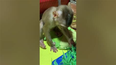 Monkey Play Youtube