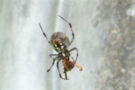 Spider With White Spots Tjs Garden