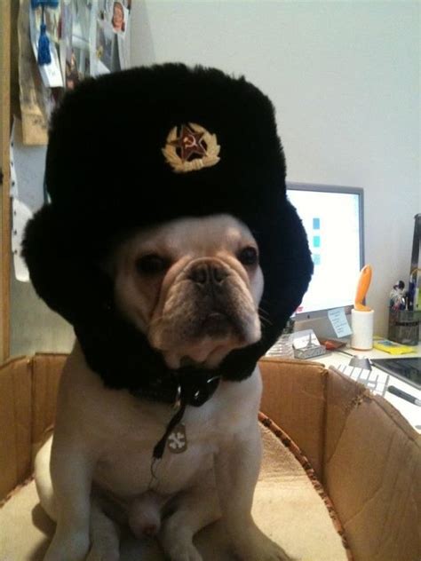 27 Best Dog Hats Ideas Images On Pinterest Kitty Cats Russian Hat