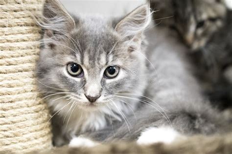 Fluffy Grey Tabby Female Kitten Adoption Photo Stock Photo Image Of