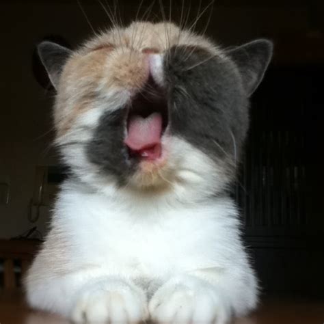 Cocok untuk membuat status lucu. Blog miss kecoh : lawak! kucing ini jadi gila bila tuan ...