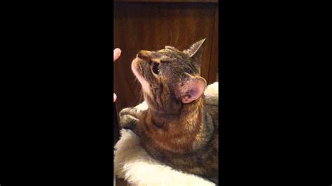 Cat Eating Peanut Butter Funny Youtube