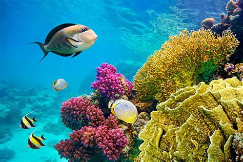 Red Sea Stock Photos Pictures And Royalty Free Images Istock
